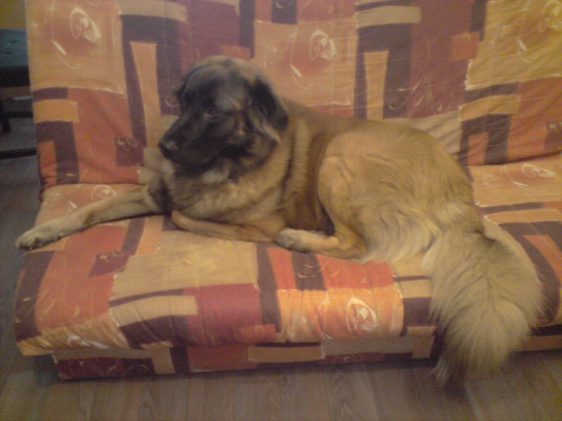Asko D'estrelboss