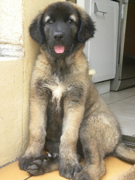 Enda D'estrelboss