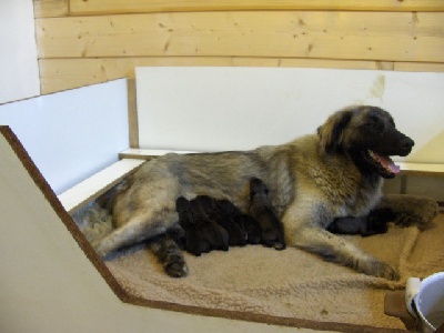 D'estrelboss - 9 Chiots Estrela sont nés