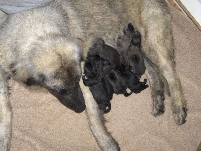 Chiots Estrela 2009
